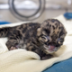 Illustration for article titled ZOMG BABY CLOUDED LEOPARDS!!! It Has Begun.